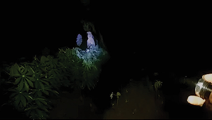 Pocong Caught In Security Footage Hutan Kota Jakarta Timur